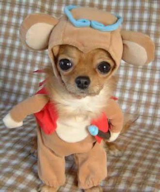 funny dog. funny-dog-costume